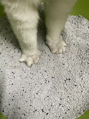 豆腐猫砂