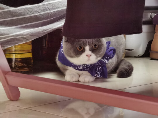 猫狗梳子