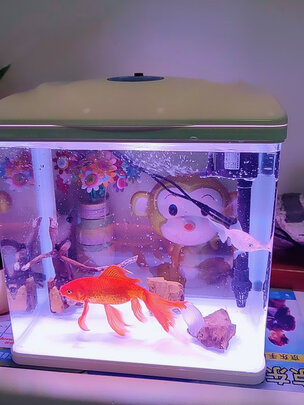 桌面鱼缸