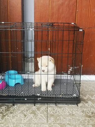  狗笼