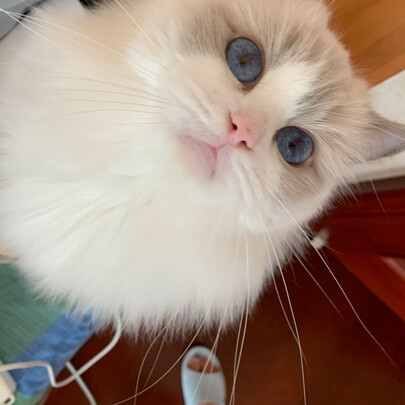 猫咪指甲剪
