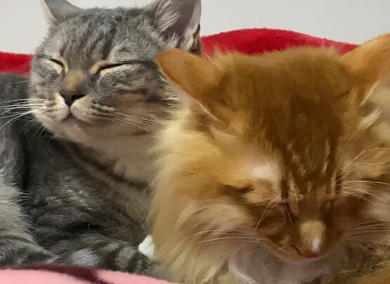 猫粮罐头