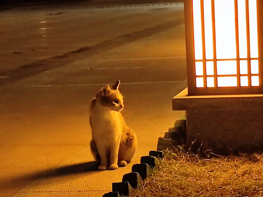 猫粮