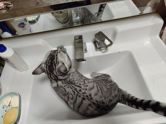 猫零食