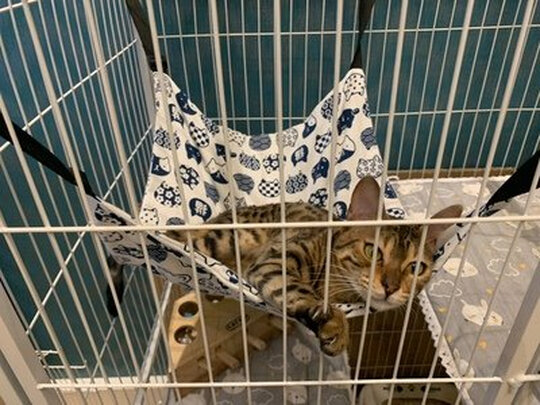 猫窝
