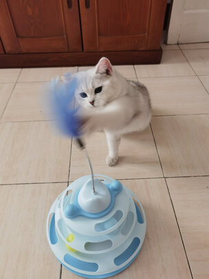 逗猫棒