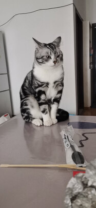 猫粮
