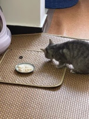 猫冻干