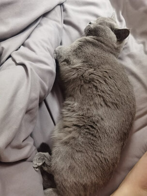 膨润土猫砂