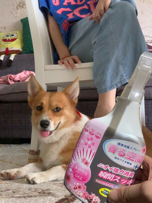 狗狗除臭剂