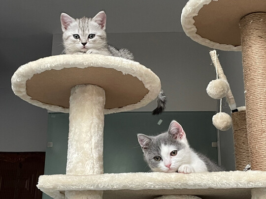 猫爬架