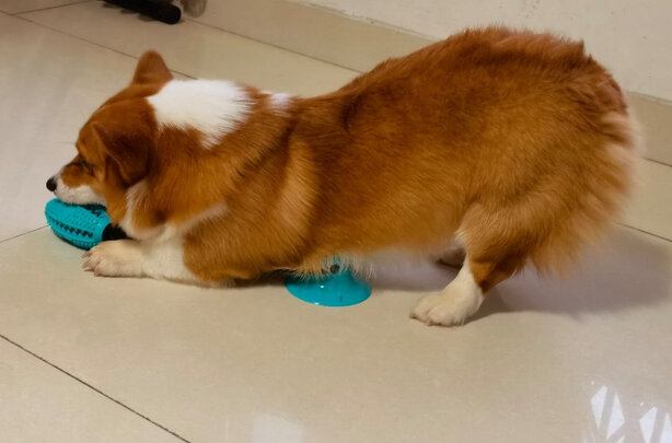 狗狗玩具