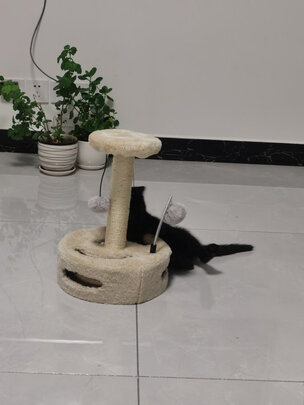 猫爬架