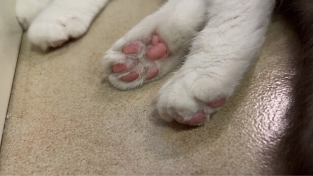  狗狗电推剪