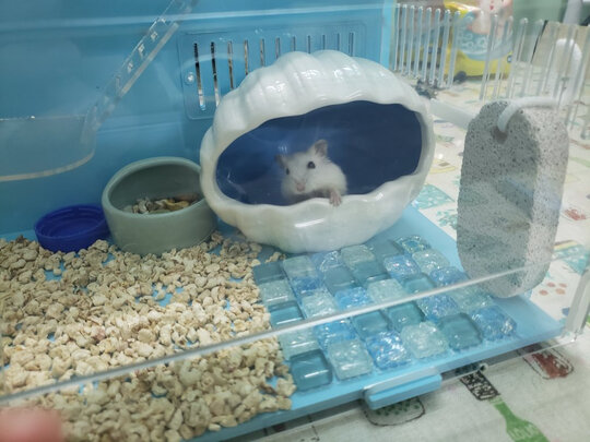 仓鼠笼子