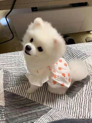 狗窝