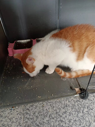 猫冻干