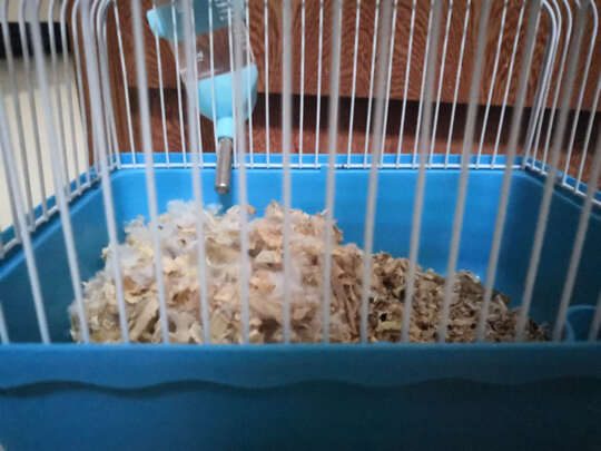 仓鼠水壶