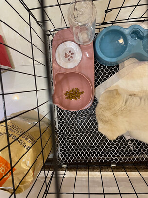 猫碗狗碗