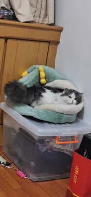 宠物除臭剂