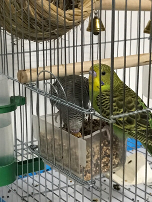 鸟笼