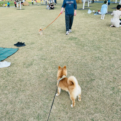 狗狗牵引绳