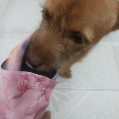 狗粮