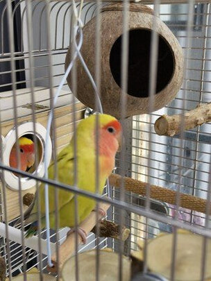 鸟笼