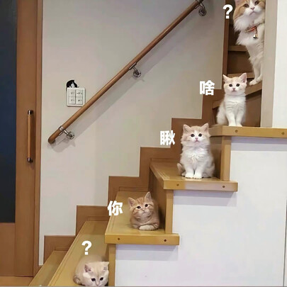  猫笼