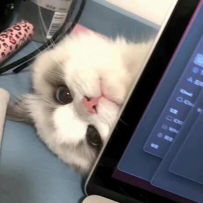 猫罐头
