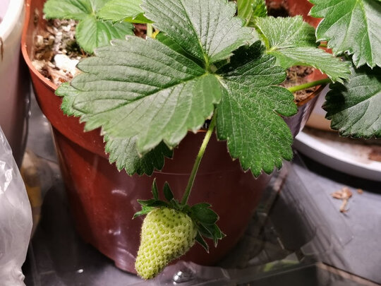 植物生长灯