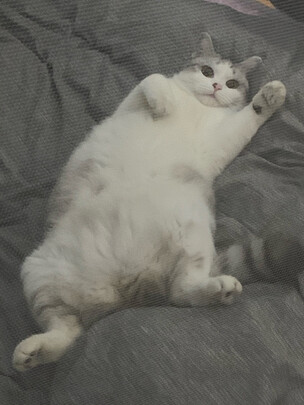 宠物包