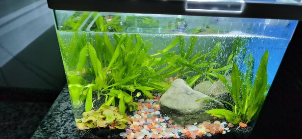 水草泥