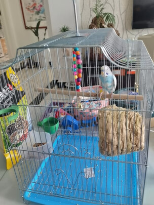 鸟笼