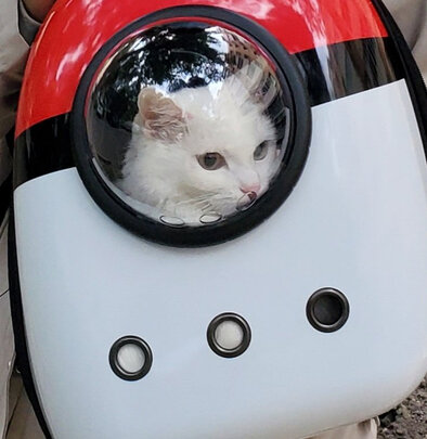 猫包