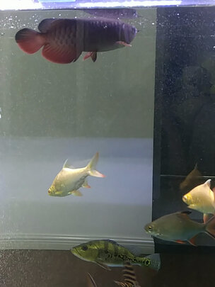 鱼缸水草灯