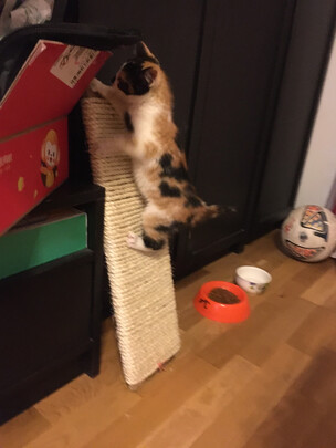 猫爬架