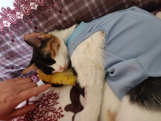 猫咪手术服
