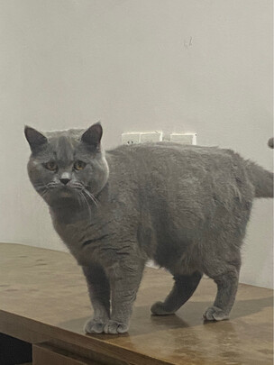 猫咪指甲剪