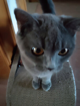 猫窝
