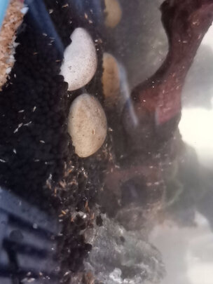 水草泥