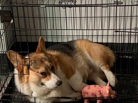 狗狗磨牙棒