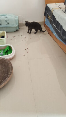 猫碗狗碗