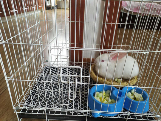 兔笼子