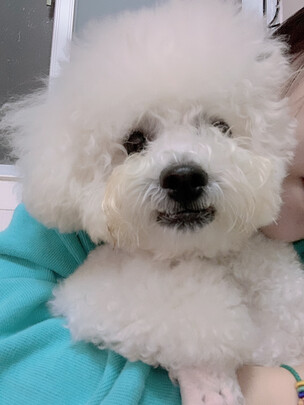  狗狗电推剪
