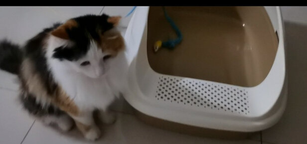 猫砂盆