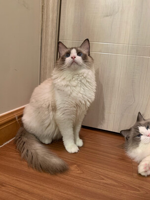 膨润土猫砂