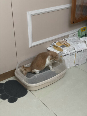 豆腐猫砂