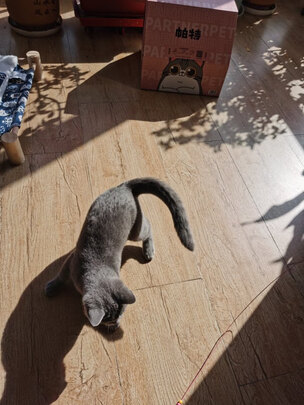 膨润土猫砂