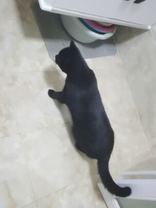 狗狗除臭剂